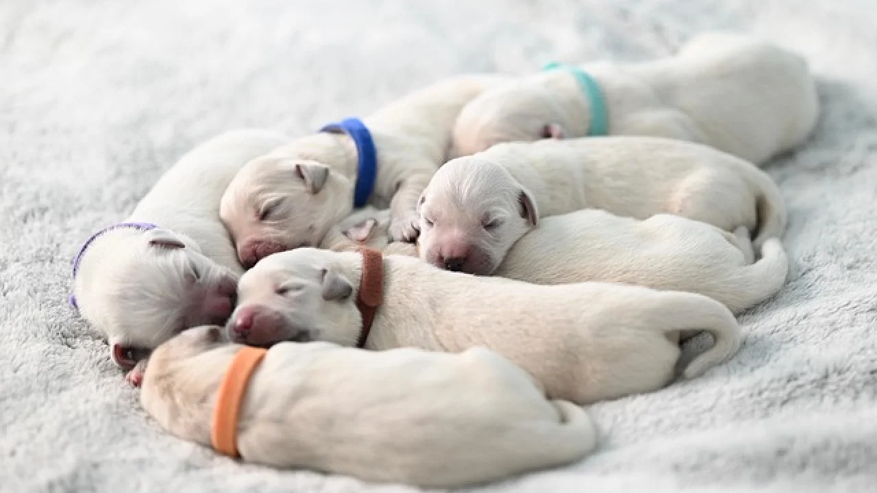 Bebek Bakımında Altın Öneriler ve İpuçları