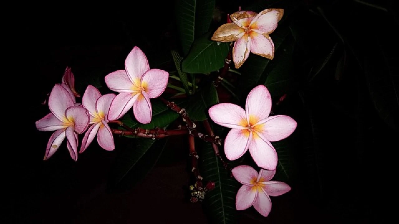 Cinsel yaşamda yenilikler ve değişiklikler yapmayı düşünüyor musunuz?