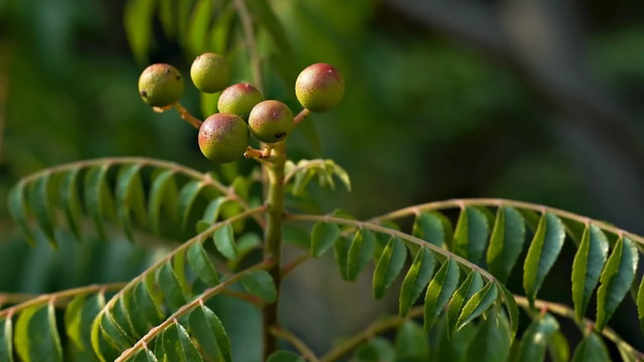 Doğal Bitkisel Zayıflama Kürleri ile Hızlı Sonuçlar