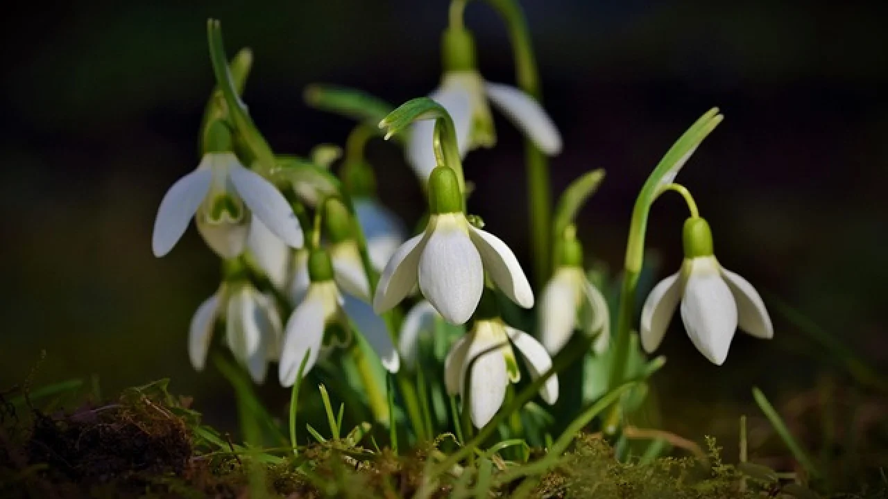 Hamilelik Belirtileri ve Erken Teşhis Yöntemleri