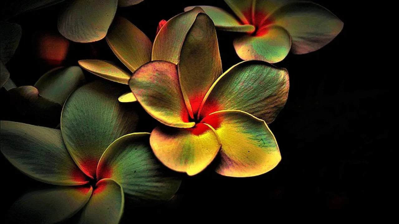 Yerel Modada En Çok Sorulan Sorular ve Cevapları